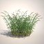 Common Reed Grass