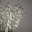 Common Reed Grass