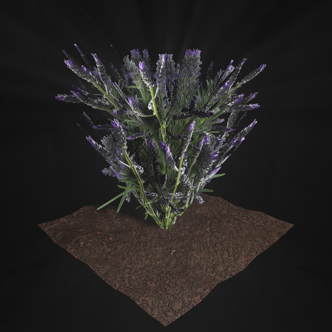 3D Valars Plant Pack model https://p.turbosquid.com/ts-thumb/PZ/NsxU53/kq/levander/jpg/1724505663/1920x1080/fit_q87/f3d5f26f30123e087254439cd6e4f31e57036ef9/levander.jpg