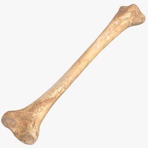 Real Human Tibia Bone 01