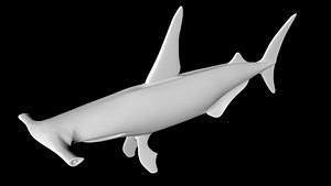 3D model hammerhead shark
