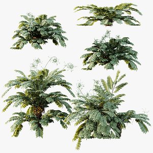 AV Plant Angiopteris Fokiensis Fern 6 Palm Bush 01 3D model