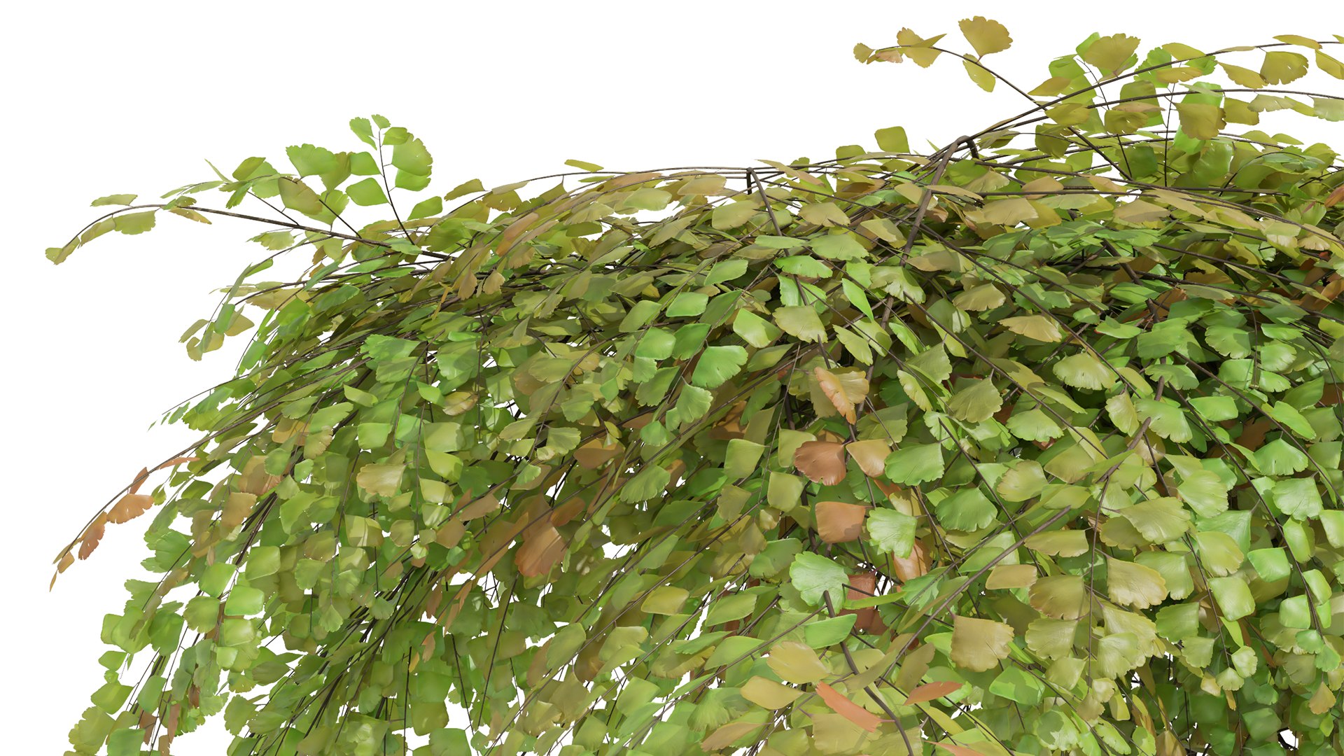 New Plant High detail Adiantum Capillus Veneris Fern Wall Grow Top02 3D https://p.turbosquid.com/ts-thumb/PZ/qABu9O/8O/z05/png/1715602457/1920x1080/fit_q87/781ab0076a81506062a765a03fd138dd2a6c4371/z05.jpg