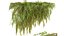 新しい植物の高精細アジアンタム Capillus Veneris シダの壁栽培トップ02