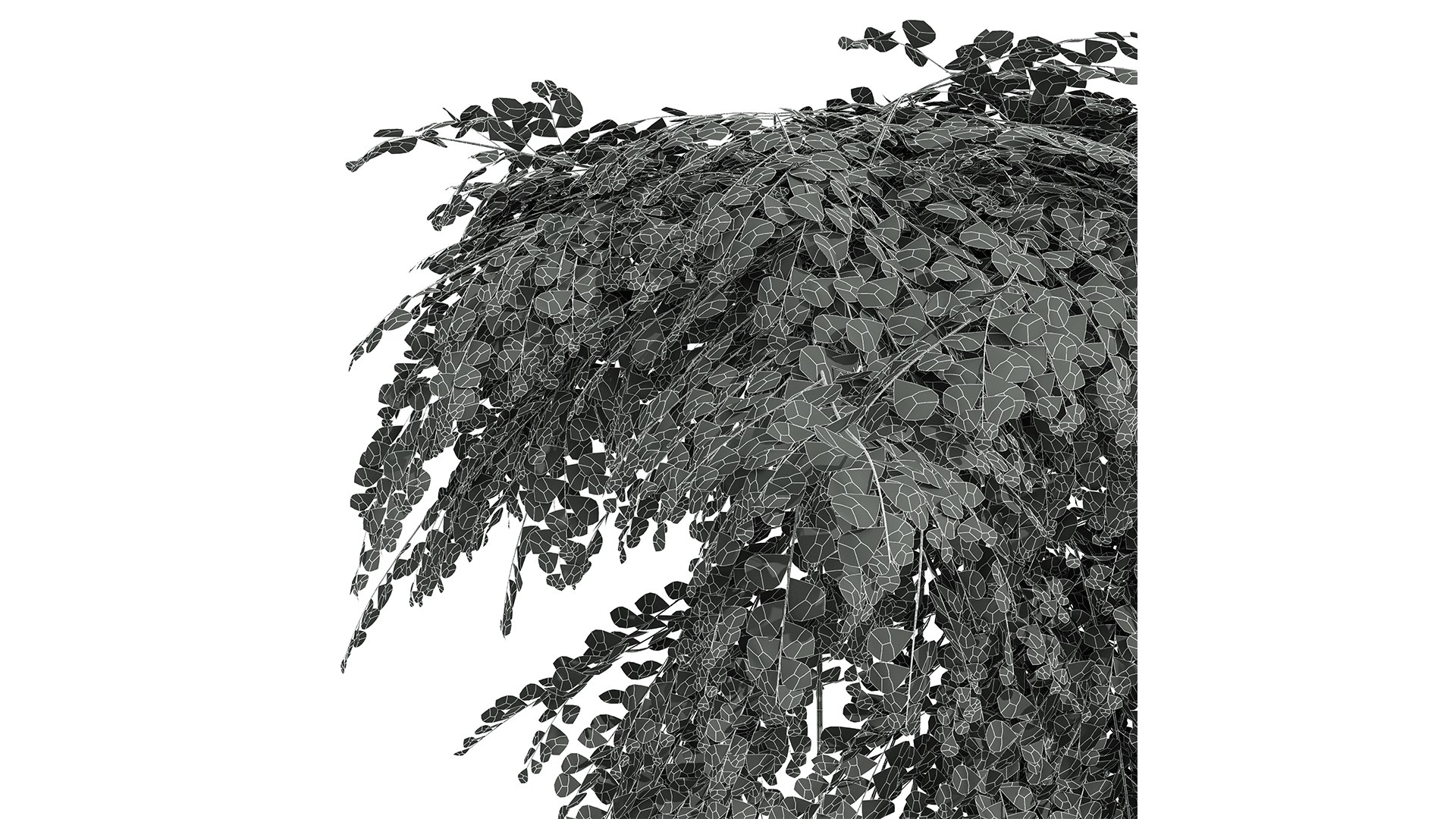 New Plant High detail Adiantum Capillus Veneris Fern Wall Grow Top02 3D https://p.turbosquid.com/ts-thumb/PZ/qABu9O/BI/z06/png/1715602462/1920x1080/fit_q87/33559bdb48e20df7e34c76515e8165ab3c22ef9d/z06.jpg