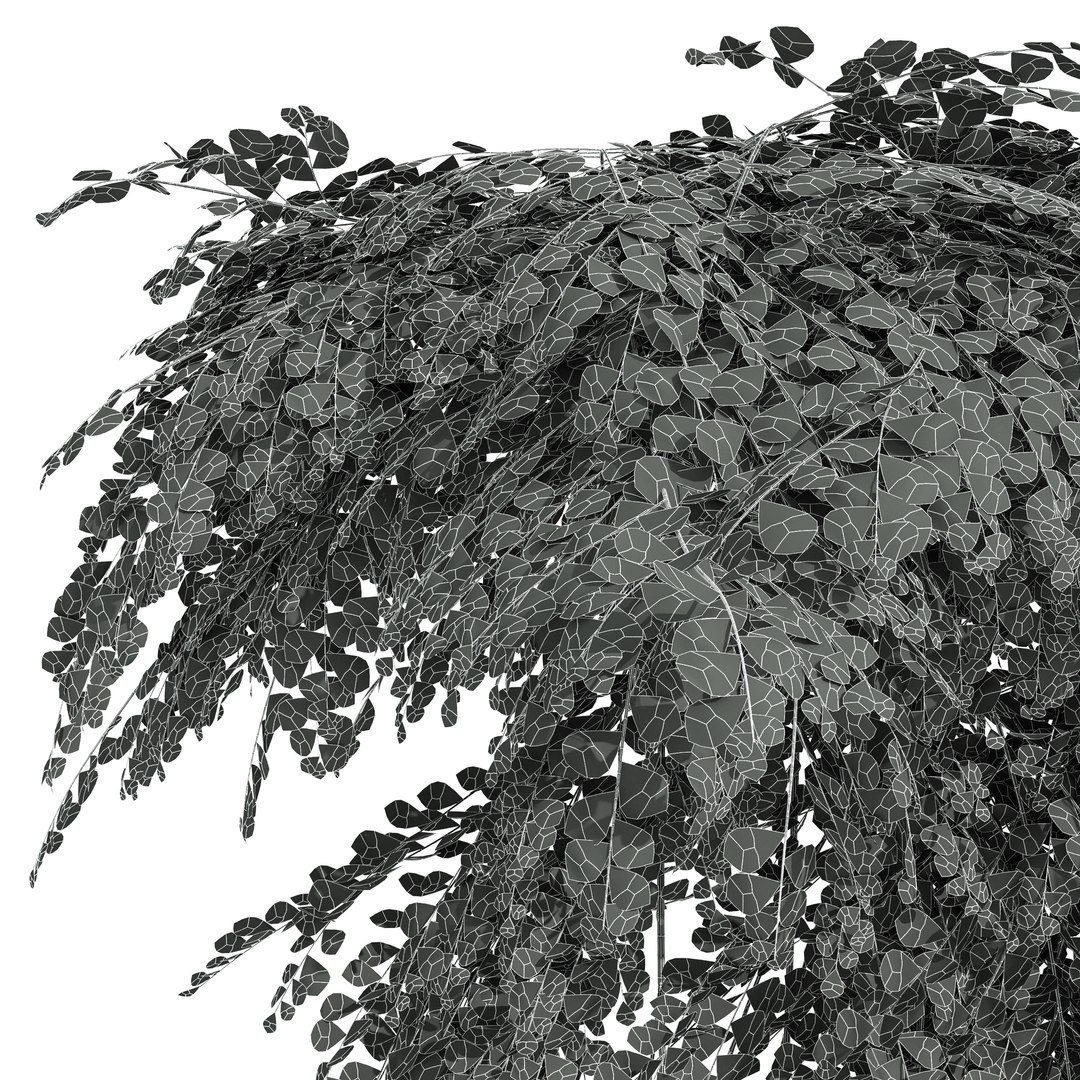 New Plant High detail Adiantum Capillus Veneris Fern Wall Grow Top02 3D https://p.turbosquid.com/ts-thumb/PZ/qABu9O/De/z07/png/1715603073/1920x1080/fit_q87/ca6e06599af0caf530414db8414a6ccd2235db9a/z07.jpg