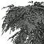 新しい植物の高精細アジアンタム Capillus Veneris シダの壁栽培トップ02