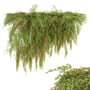 New Plant High detail Adiantum Capillus Veneris Fern Wall Grow Top02 3D