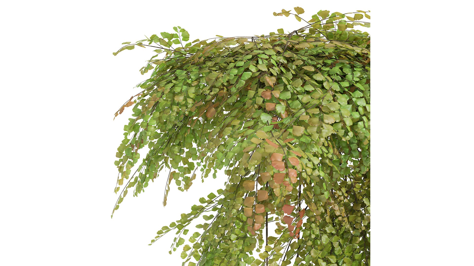 New Plant High detail Adiantum Capillus Veneris Fern Wall Grow Top02 3D https://p.turbosquid.com/ts-thumb/PZ/qABu9O/bd/z03/png/1715602441/1920x1080/fit_q87/436d1492188fdce09649778dca8878a478657b20/z03.jpg