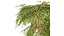 新しい植物の高精細アジアンタム Capillus Veneris シダの壁栽培トップ02