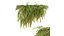 新しい植物の高精細アジアンタム Capillus Veneris シダの壁栽培トップ02