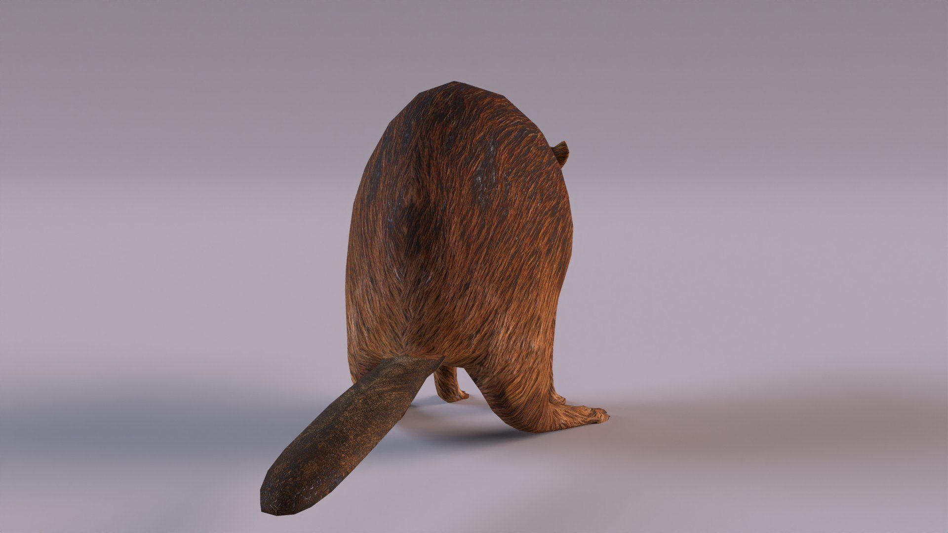Beaver 3D Model - TurboSquid 1218214