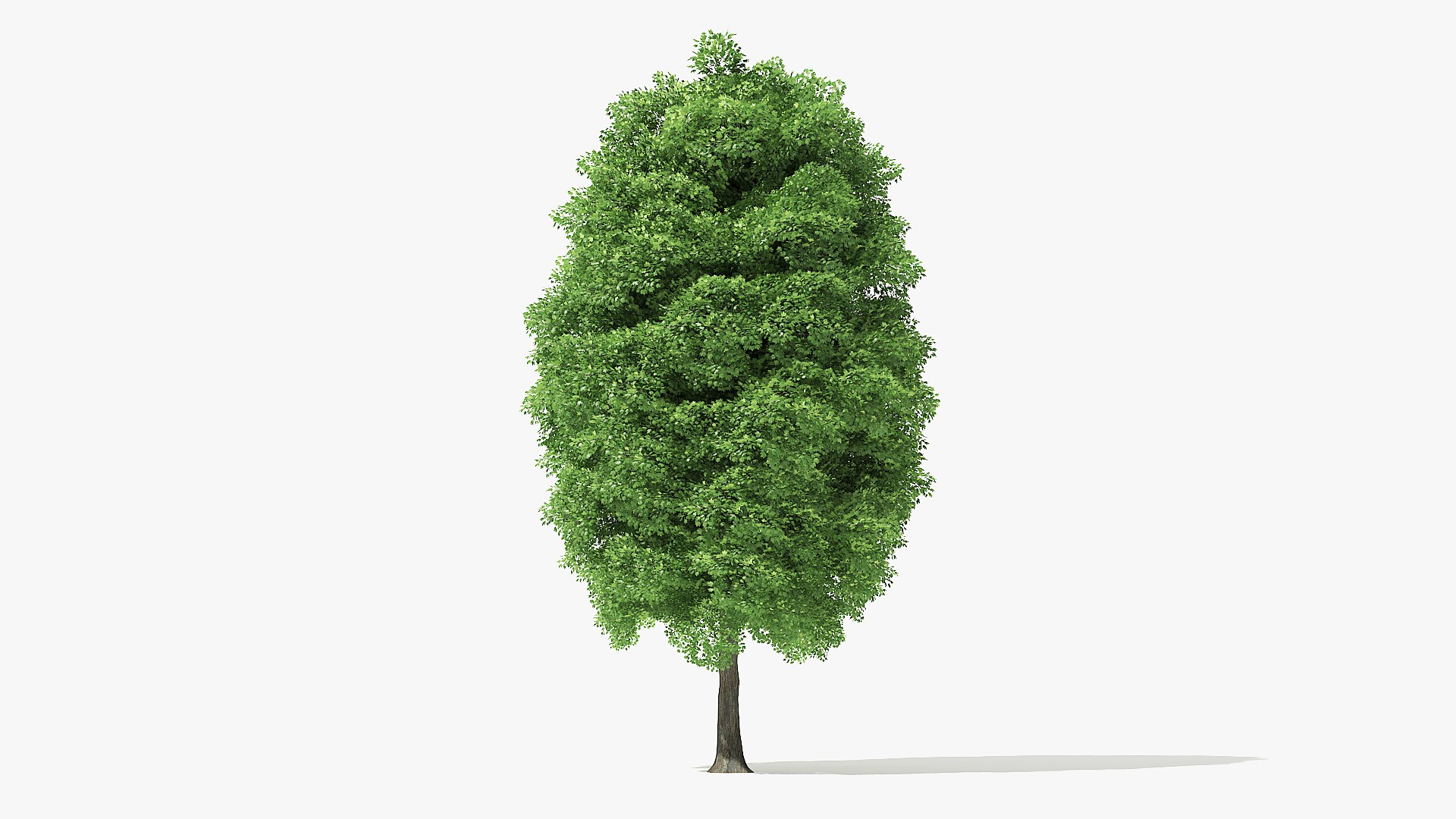 3D norway maple tree model - TurboSquid 1478933