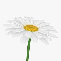 Daisy