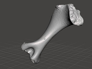 pig bone 3d obj