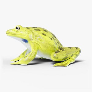 3D Indian Bullfrog - Rigged model