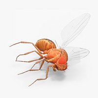 Drosophila Dead Fur