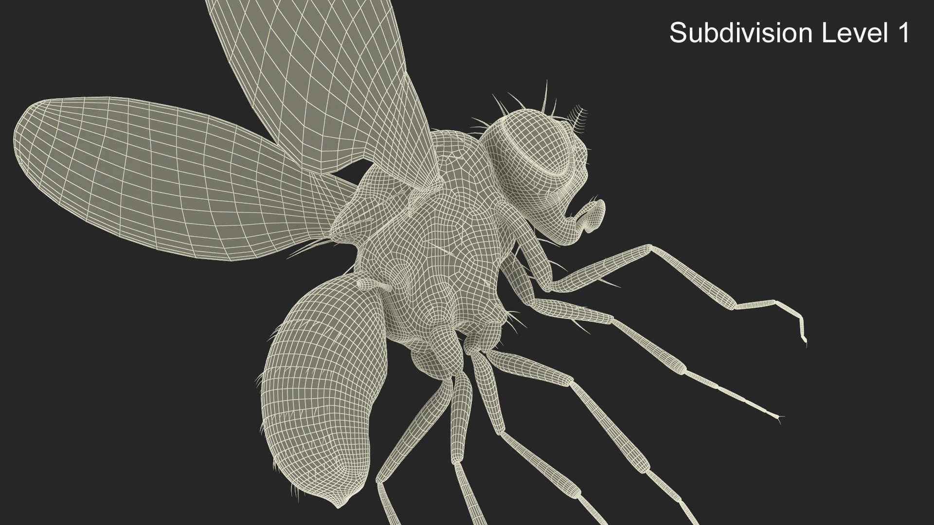 3D Drosophila Dead Fur model https://p.turbosquid.com/ts-thumb/Pa/NxFeoB/Gk/drosophila_dead_fur_011/jpg/1740089485/1920x1080/fit_q87/9b3f0e080c95899e040e9293fdca420952bcb265/drosophila_dead_fur_011.jpg