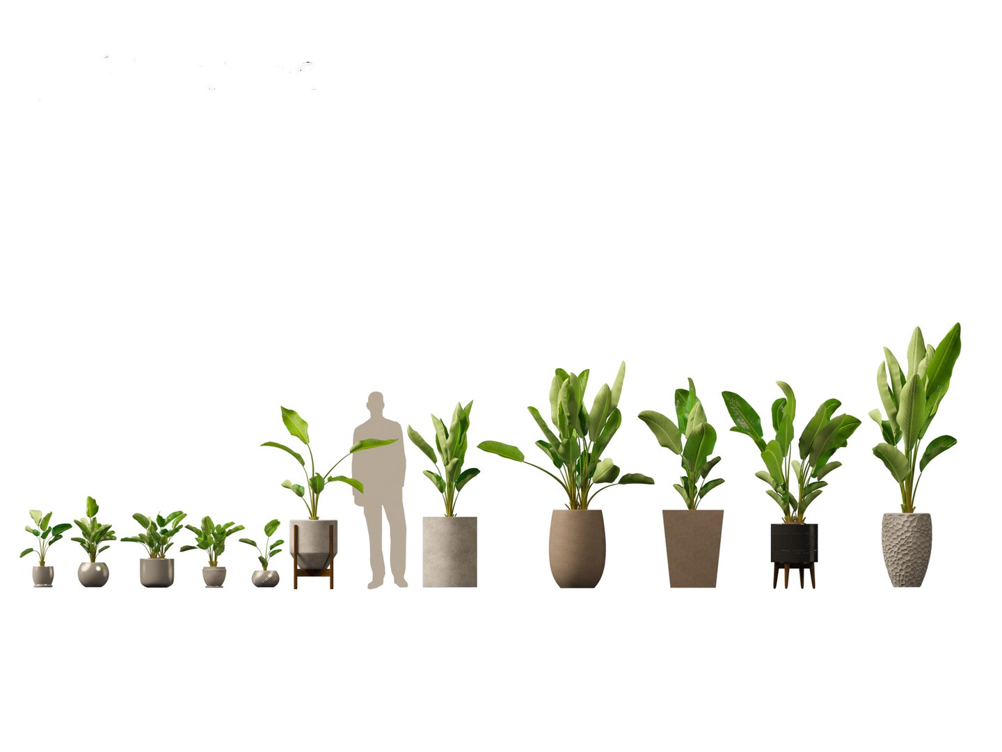 Large Potted Greenery Pack 40 3D https://p.turbosquid.com/ts-thumb/Pa/SLw5Db/0y/strelitzianicolai011/jpg/1760061557/1920x1080/fit_q87/b70f6e6f37ca85546d92b2799e4d444a948b8d4b/strelitzianicolai011.jpg