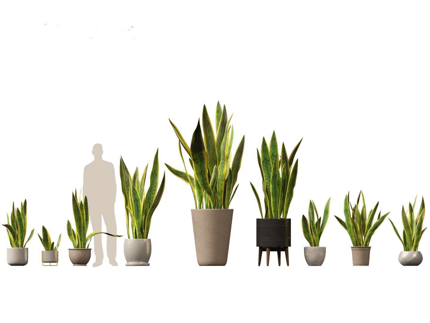 Large Potted Greenery Pack 40 3D https://p.turbosquid.com/ts-thumb/Pa/SLw5Db/2E/sansevieriatrifasciatalaurentii_011/jpg/1760061554/1920x1080/fit_q87/22b9a47963cfe588c87d809a6bafe26e26dff514/sansevieriatrifasciatalaurentii_011.jpg