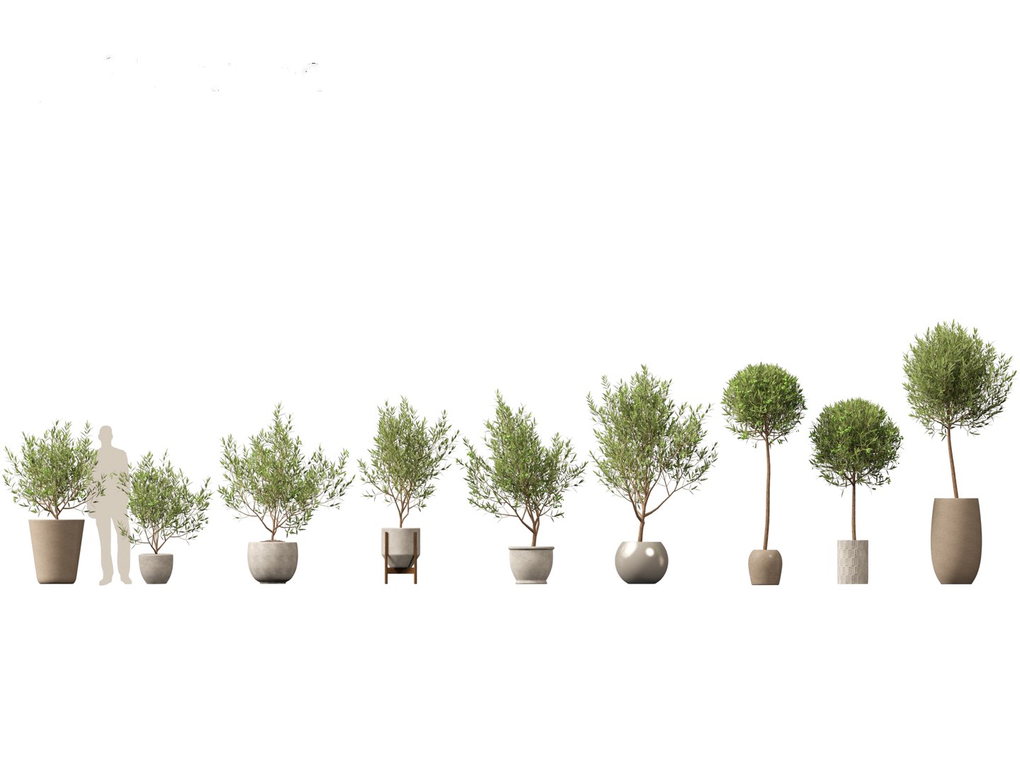 Large Potted Greenery Pack 40 3D https://p.turbosquid.com/ts-thumb/Pa/SLw5Db/A4/oleaeuropaea_011/jpg/1760061536/1920x1080/fit_q87/fbaa1fda805138b917951d2d04353bbb82595256/oleaeuropaea_011.jpg