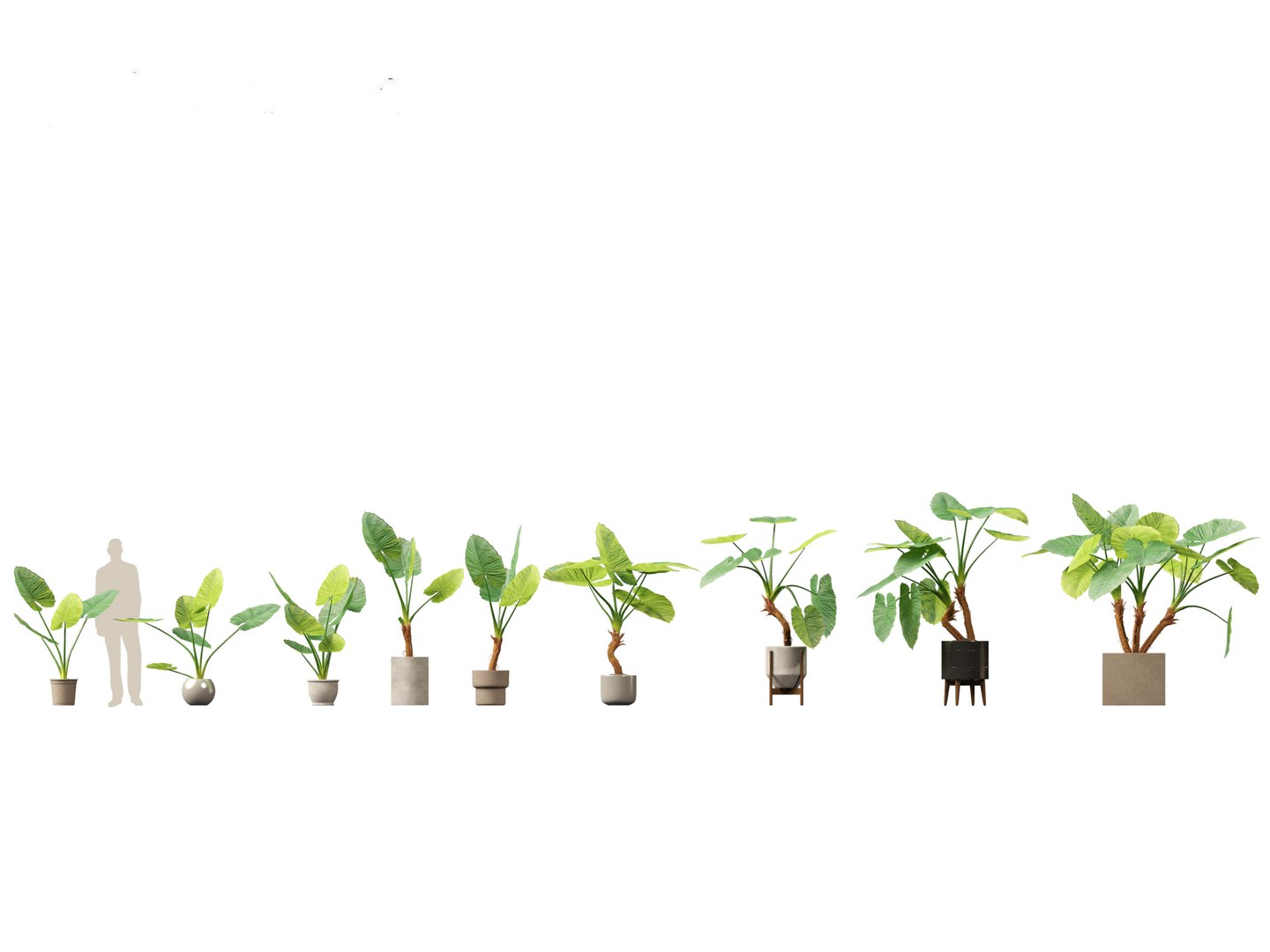 Large Potted Greenery Pack 40 3D https://p.turbosquid.com/ts-thumb/Pa/SLw5Db/Ax/alocasiamacrorrhiza021/jpg/1760061498/1920x1080/fit_q87/0cf5351569abc2c5e1d94d696b3da05a99f3193d/alocasiamacrorrhiza021.jpg