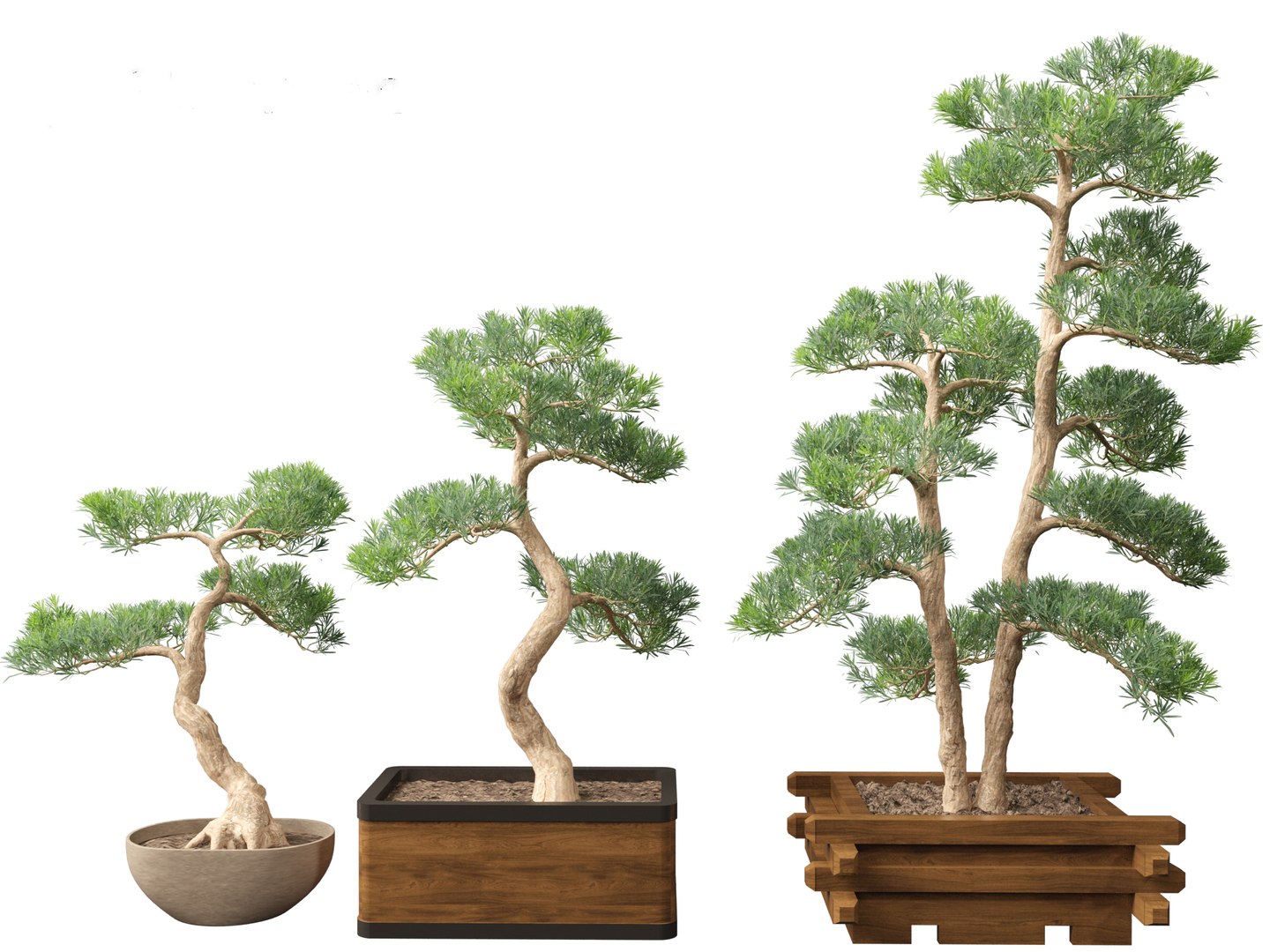 Large Potted Greenery Pack 40 3D https://p.turbosquid.com/ts-thumb/Pa/SLw5Db/E6/podocarpusmacrophyllus007/jpg/1760061551/1920x1080/fit_q87/c393f85180dc0269560ac0b01aeebbdc4f0be497/podocarpusmacrophyllus007.jpg