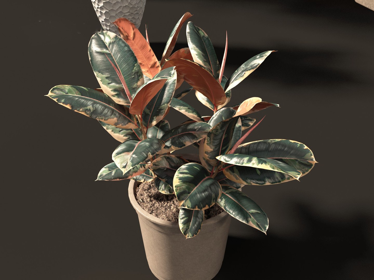 Large Potted Greenery Pack 40 3D https://p.turbosquid.com/ts-thumb/Pa/SLw5Db/MJ/ficuselasticabelize0110/jpg/1760061517/1920x1080/fit_q87/69706d24760885aebfdfc42a4ad673b332c7e923/ficuselasticabelize0110.jpg
