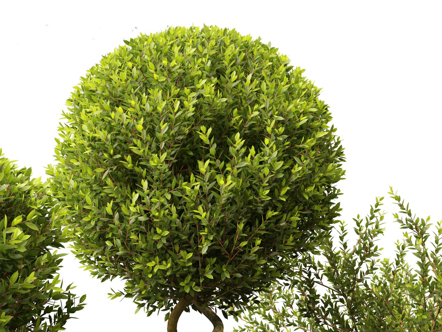 Large Potted Greenery Pack 40 3D https://p.turbosquid.com/ts-thumb/Pa/SLw5Db/TW/laurusnobilis017/jpg/1760061528/1920x1080/fit_q87/c6076ae63def208491c10a222bfc7cf0c761e2fd/laurusnobilis017.jpg