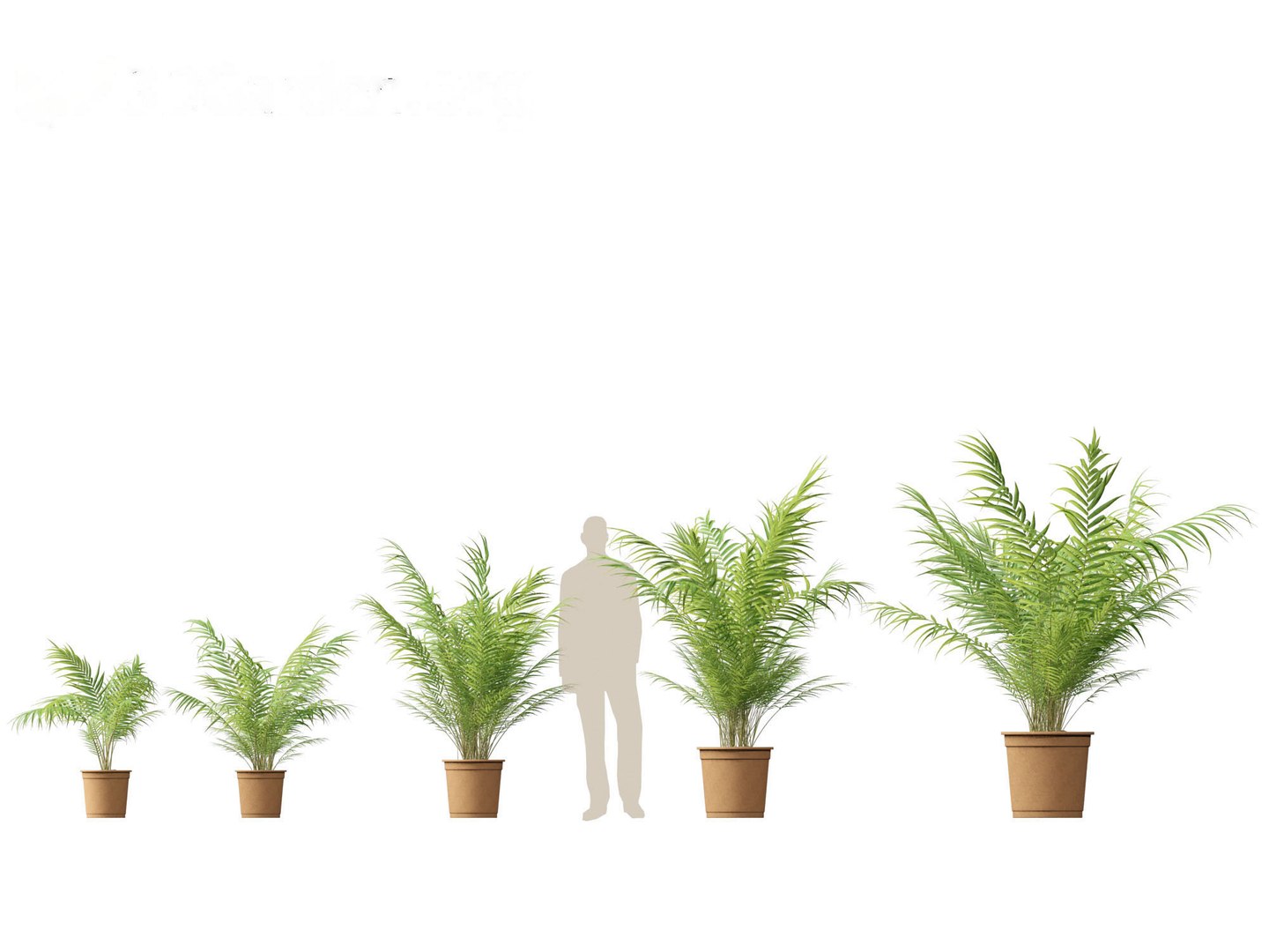 Large Potted Greenery Pack 40 3D https://p.turbosquid.com/ts-thumb/Pa/SLw5Db/c7/dypsis_lutescens011/jpg/1760061511/1920x1080/fit_q87/810fe21d0b5efe6b6debfa17ead78d704ebfbea7/dypsis_lutescens011.jpg