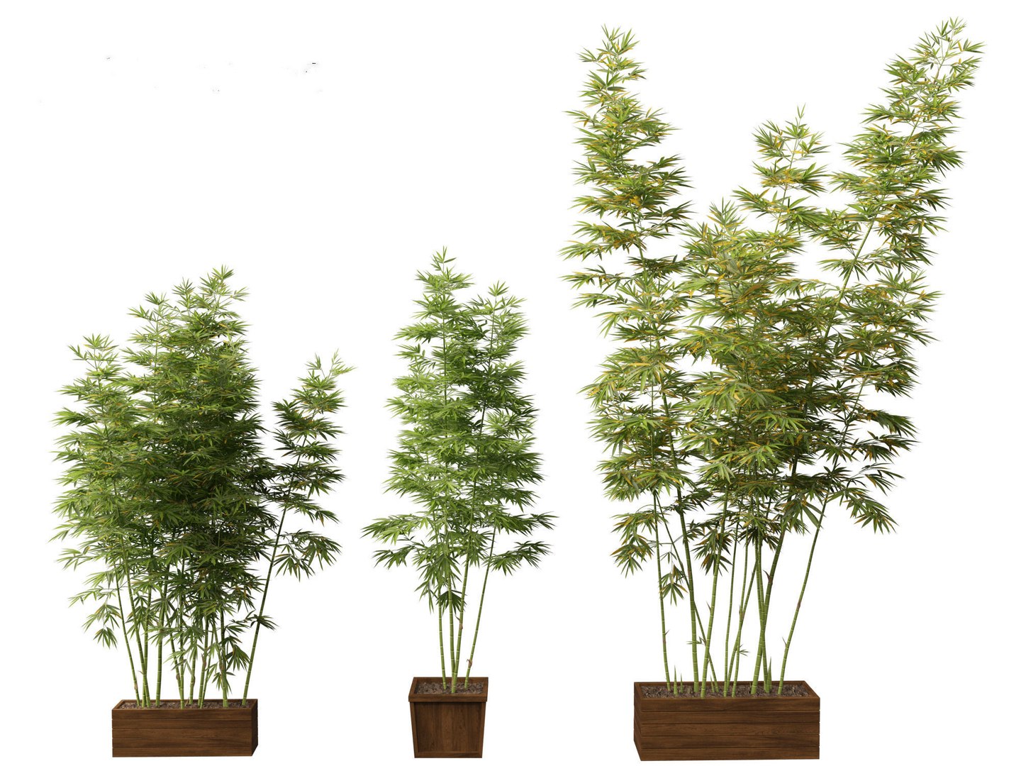 Large Potted Greenery Pack 40 3D https://p.turbosquid.com/ts-thumb/Pa/SLw5Db/ga/bambusaboniopsi9/jpg/1760061506/1920x1080/fit_q87/bfc41bea97d0c45d218db44c311e6043ce1c67db/bambusaboniopsi9.jpg