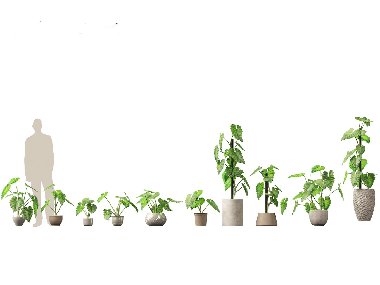 Large Potted Greenery Pack 40 3D https://p.turbosquid.com/ts-thumb/Pa/SLw5Db/u8/philodendronsubincisum_011/jpg/1760061545/1920x1080/fit_q87/7bb56031d845ff1e1bdfaadcd2a1f651eb210545/philodendronsubincisum_011.jpg