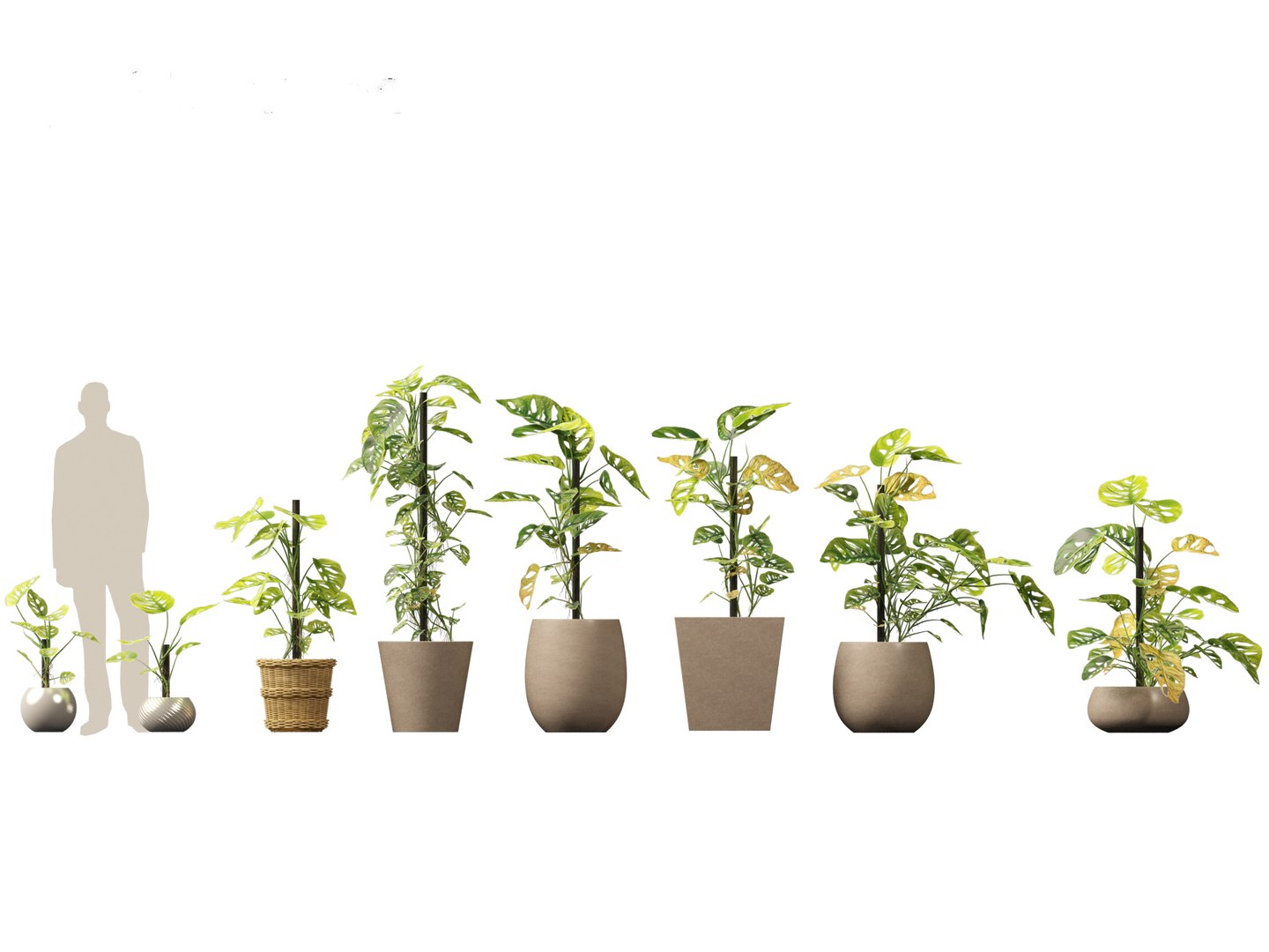 Large Potted Greenery Pack 40 3D https://p.turbosquid.com/ts-thumb/Pa/SLw5Db/y2/monsteraadansonii_021/jpg/1760061533/1920x1080/fit_q87/64854bca9f3ba1a24149440763d48021f459535a/monsteraadansonii_021.jpg