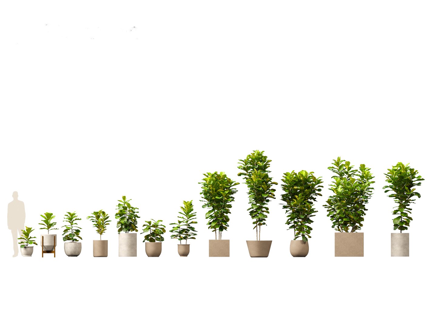 Large Potted Greenery Pack 40 3D https://p.turbosquid.com/ts-thumb/Pa/SLw5Db/yg/ficuspandurata011/jpg/1760061521/1920x1080/fit_q87/81053caf7be2508583a5db9a5b7076f931682fec/ficuspandurata011.jpg
