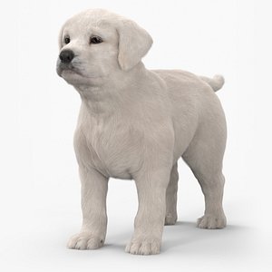 White Labrador Retriever Puppy Fur for Cinema 4D 3D model