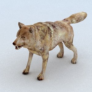 3d wild wolf