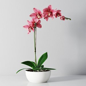 3d orchid