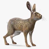 European Hare
