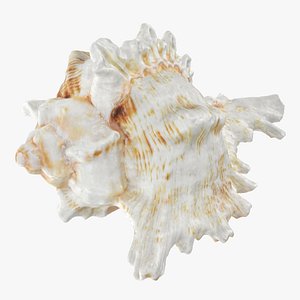 Murex Shell 04 Raw Scan 3D model