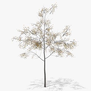 hawthorn autumn low poly