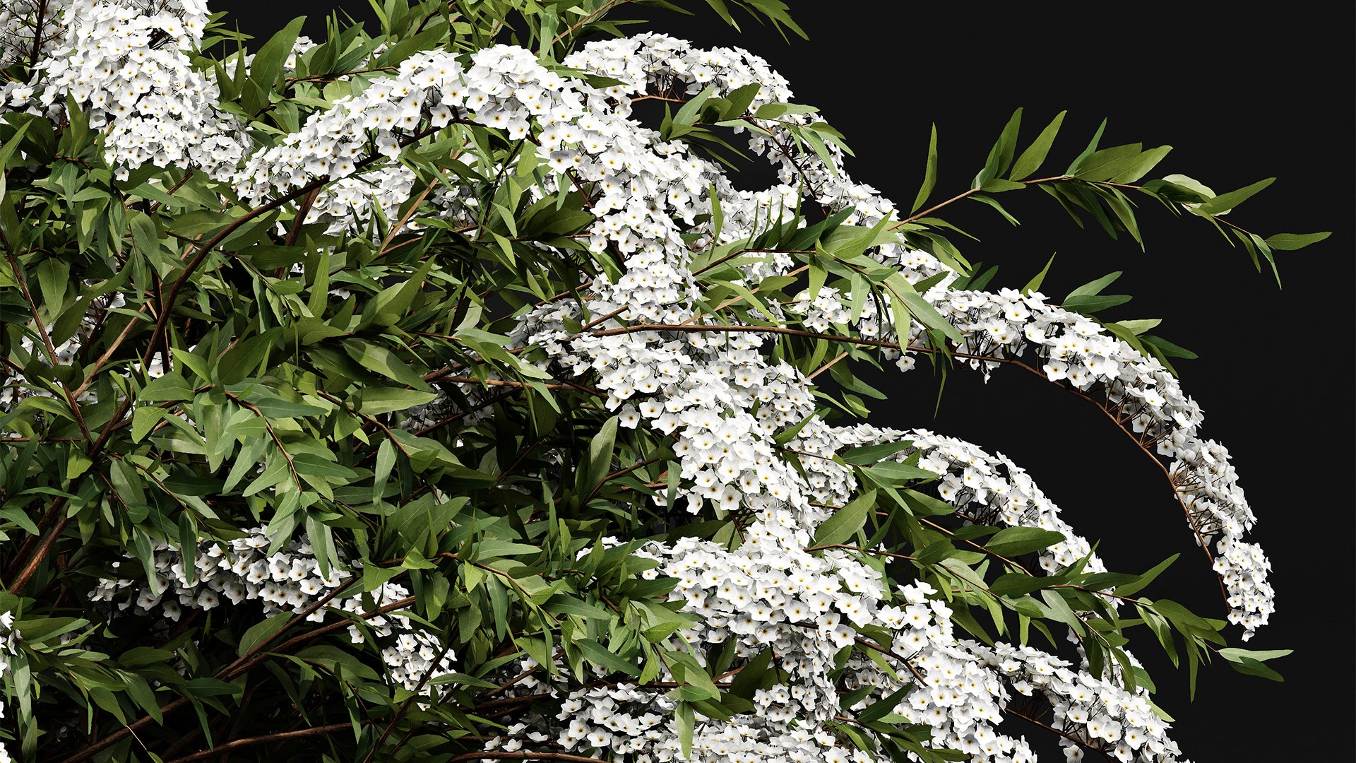 Spiraea Cinerea 3 Material Grefsheim Flowering Shrub 3D Model ...