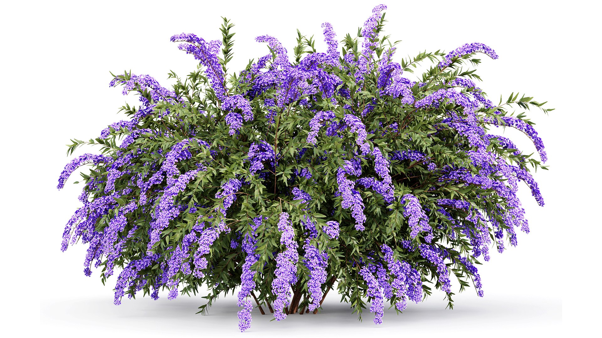 Spiraea Cinerea 3 Material Grefsheim Flowering Shrub 3D Model ...