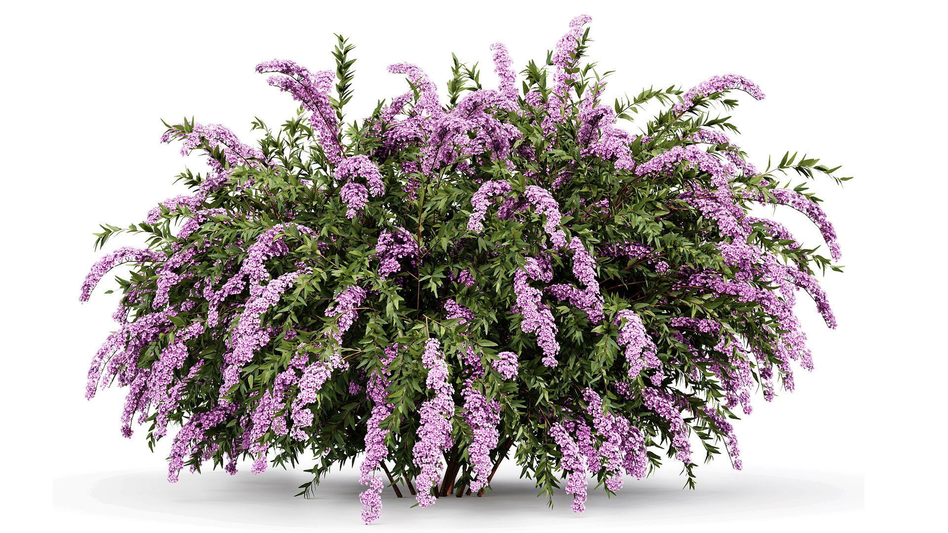Spiraea Cinerea 3 Material Grefsheim Flowering Shrub 3D Model ...
