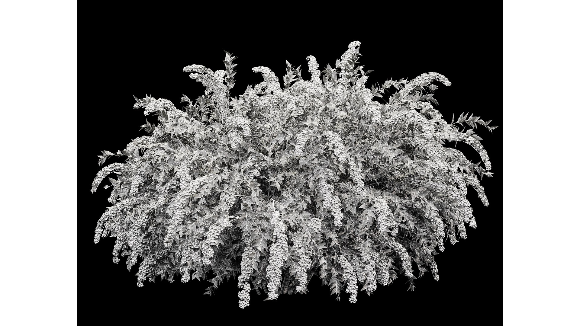 Spiraea Cinerea 3 Material Grefsheim Flowering Shrub 3D Model ...