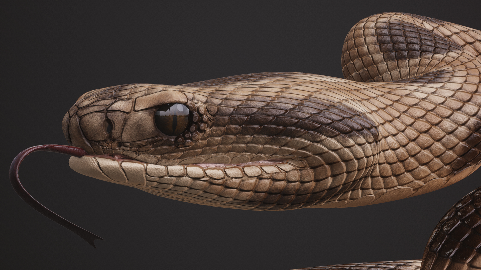 Rattlesnake Rigged Modelo 3D - TurboSquid 1649762