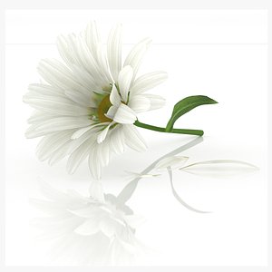 chamomile daisy flower nature 3D model