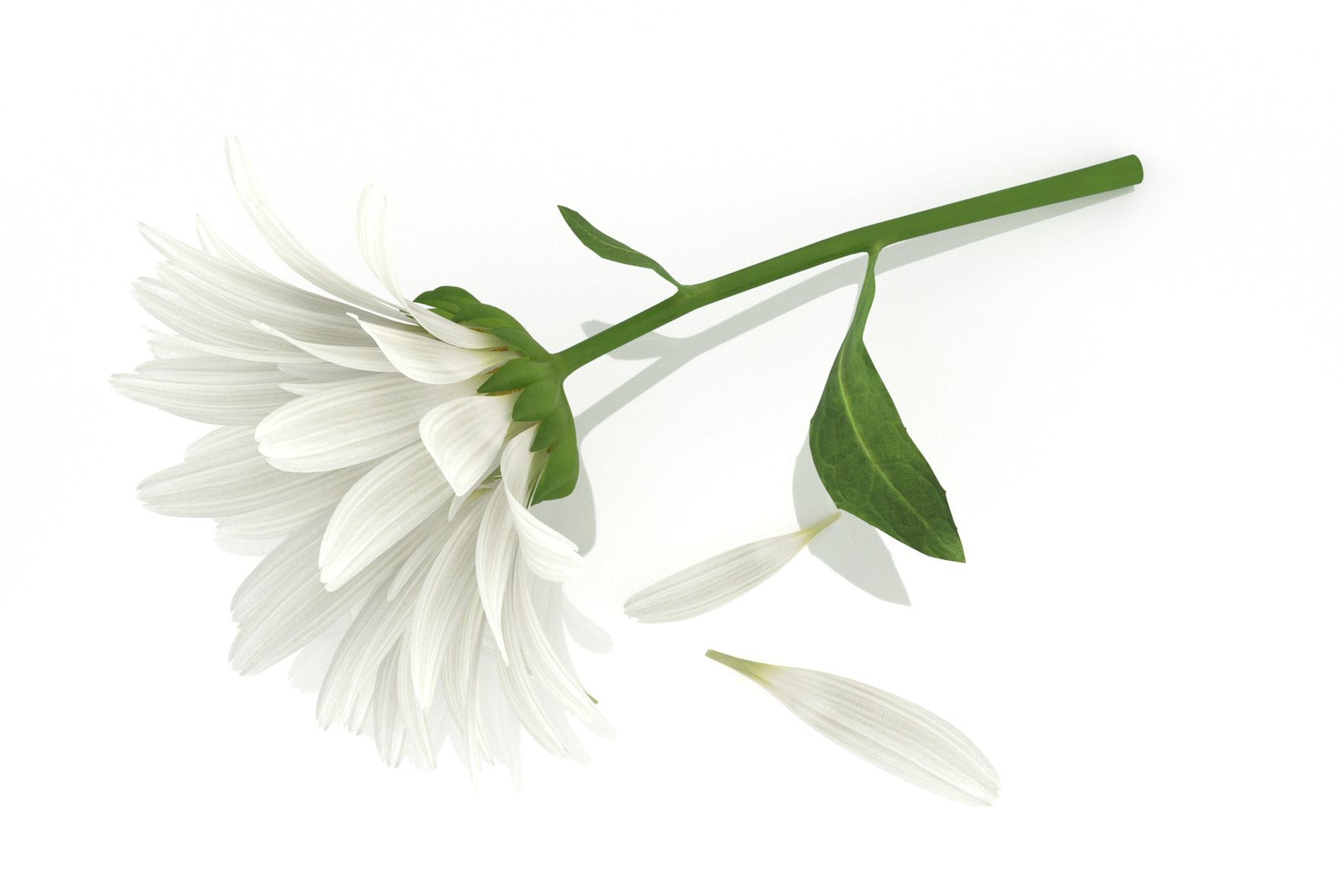 chamomile daisy flower nature 3D model https://p.turbosquid.com/ts-thumb/Pb/4OrvLu/Ff/4/png/1646898396/1920x1080/fit_q87/878fd3076e61cd04a3607c3f9b8d6912dc4d9308/4.jpg