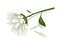 Fleur de camomille marguerite avec pétales
