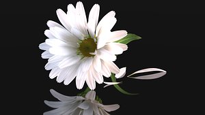chamomile daisy flower nature 3D model