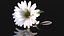 Fleur de camomille marguerite avec pétales
